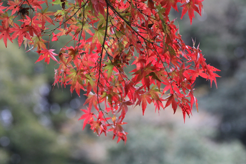 ２０１６紅葉を求めて（関之尾の滝周辺）⑧