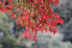 ２０１６紅葉を求めて（関之尾の滝周辺）⑧