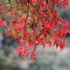 ２０１６紅葉を求めて（関之尾の滝周辺）⑧