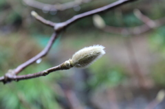 芽吹いて筆になりけり②
