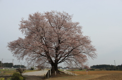 一本桜③