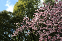 ２０２０寒桜④