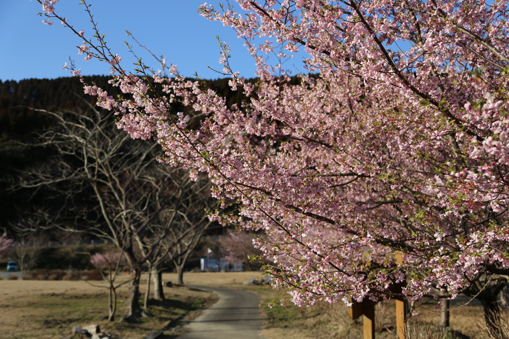 桜をリベンジ⑥