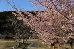 桜をリベンジ⑥