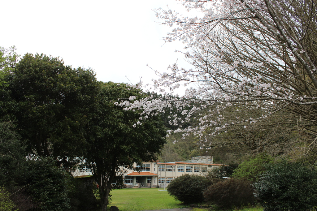 ２０１６桜を求めて（平南小学校）①
