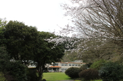 ２０１６桜を求めて（平南小学校）①