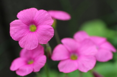 蘇った花