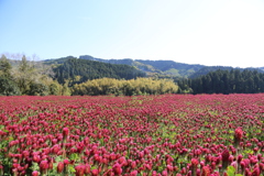 ストロベリーキャンドル④