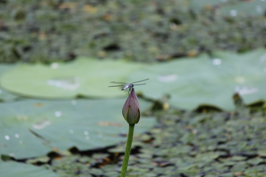 ハス花飛行場その２