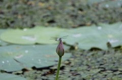 ハス花飛行場その２