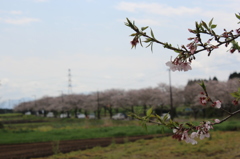 ２０１６桜を求めて（垂水公園）②