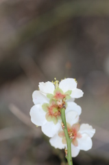鉢植えの白梅その２