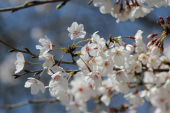 ふんわりと・・・桜①
