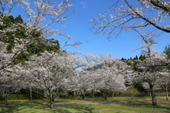 くまそ広場にて⑨