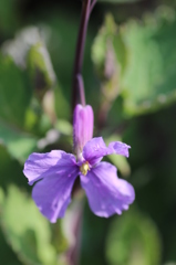 紫花菜その２
