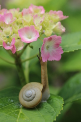 背伸びするカタツムリその１