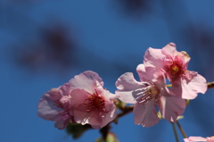 人生初撮り河津桜①