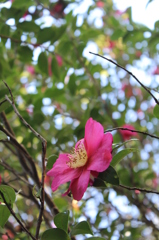 山茶花
