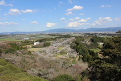母智丘の桜①