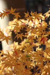 黄葉を求めて③