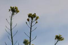 冬の菜の花②