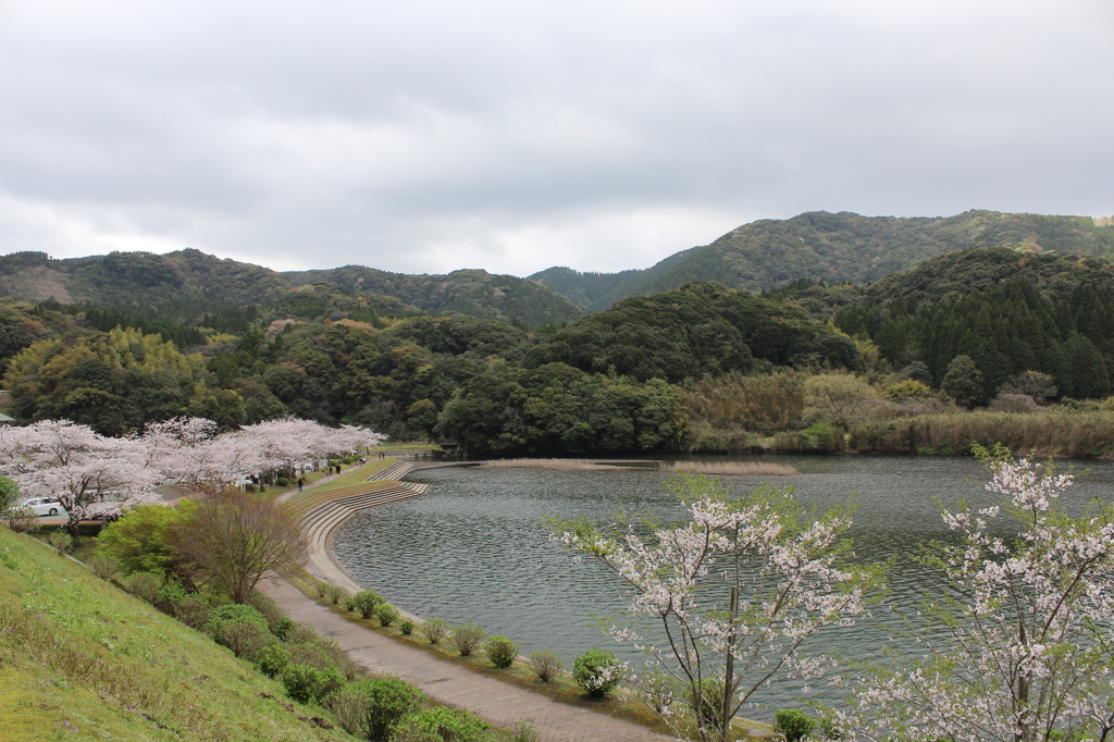 ２０１６桜を求めて（大隅湖）③