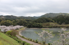 ２０１６桜を求めて（大隅湖）③