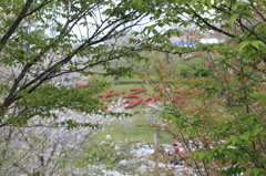 ２０１６桜を求めて（垂水公園）④