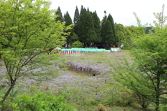 藤まつり①