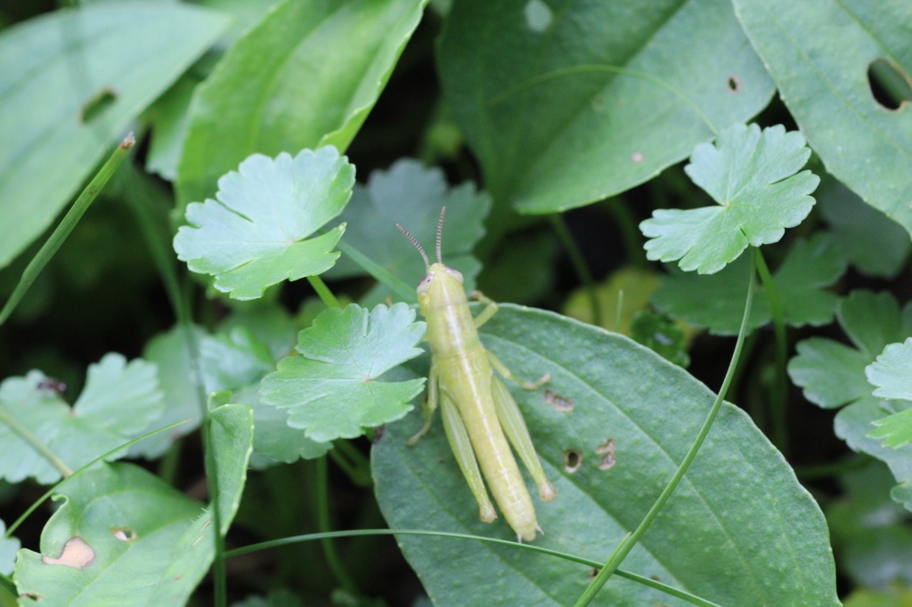 スケルトンバッタ