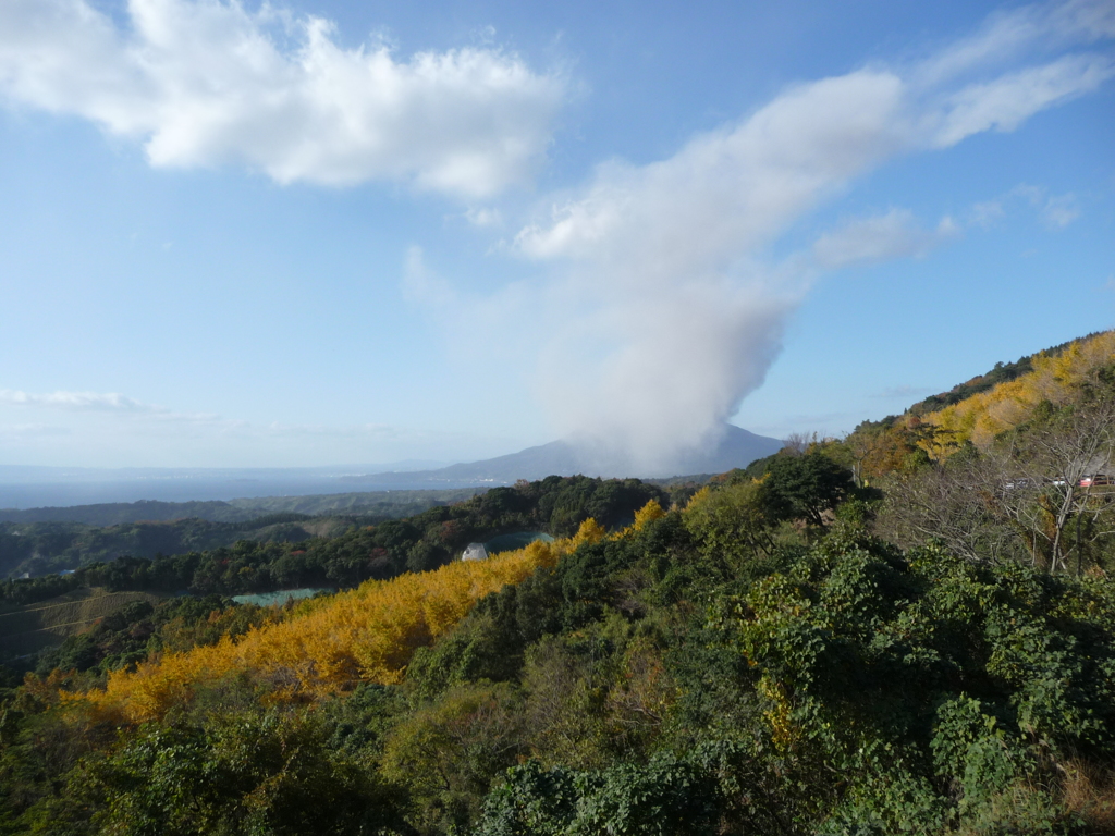 桜島と千本イチョウその１