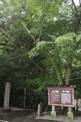 高千穂峡その３