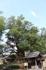 蒲生の大クスその１