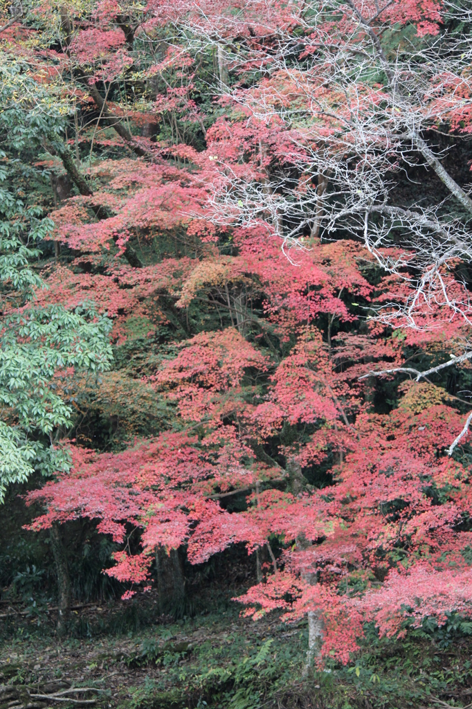 紅葉を求めて（関之尾の滝）⑩
