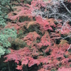 紅葉を求めて（関之尾の滝）⑩
