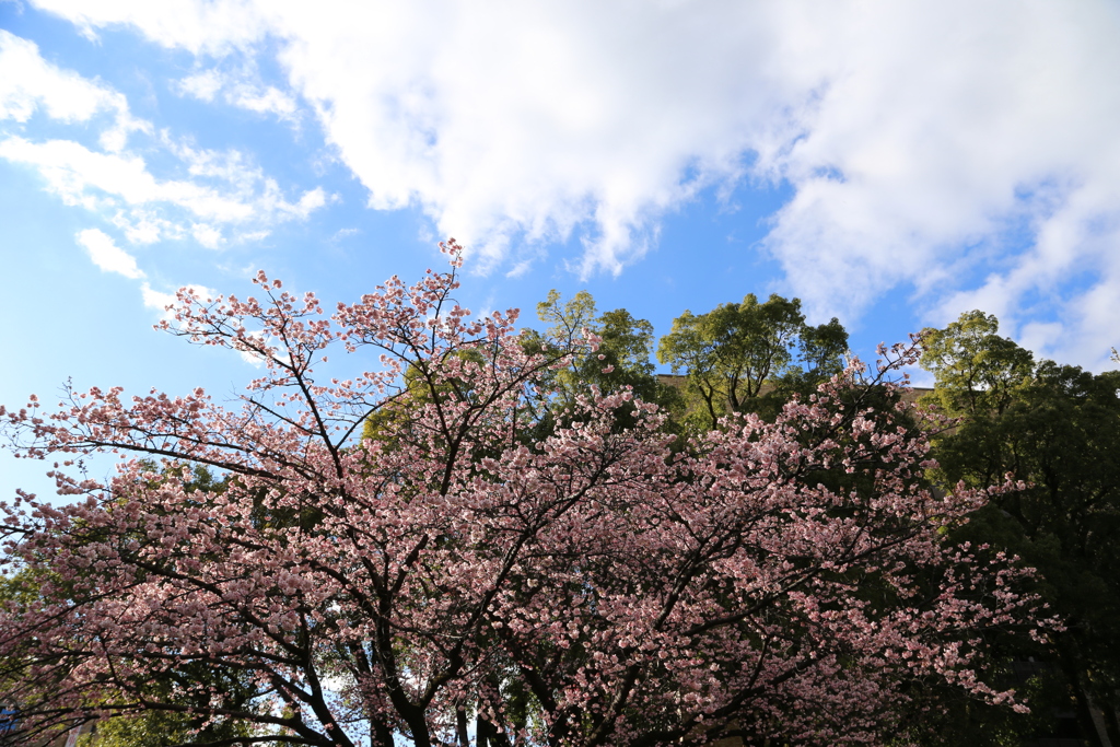 ２０２０寒桜①