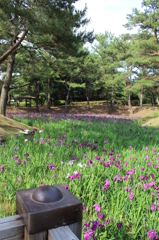 はなしょうぶまつり②