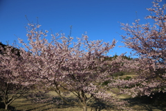 桜をリベンジ⑦