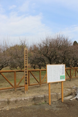 藤川天神（臥竜梅）⑦