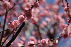 花たっぷりの紅梅②