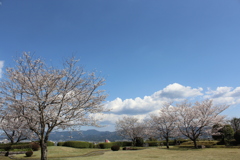 歴史資料館の桜⑩