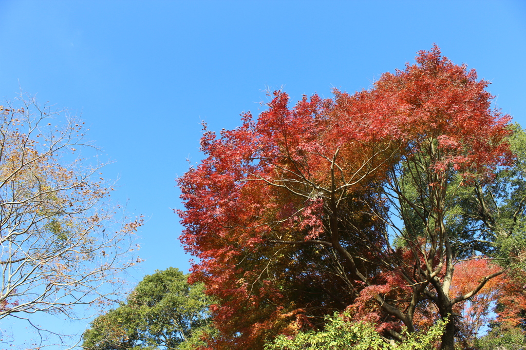石山観音池の紅葉③
