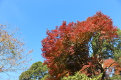 石山観音池の紅葉③