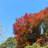 石山観音池の紅葉③