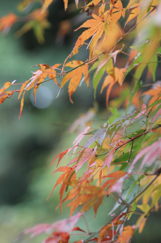 紅葉を求めて（関之尾の滝）⑤