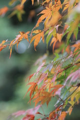 紅葉を求めて（関之尾の滝）⑤