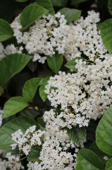 この花は？②➡ハクサンボク