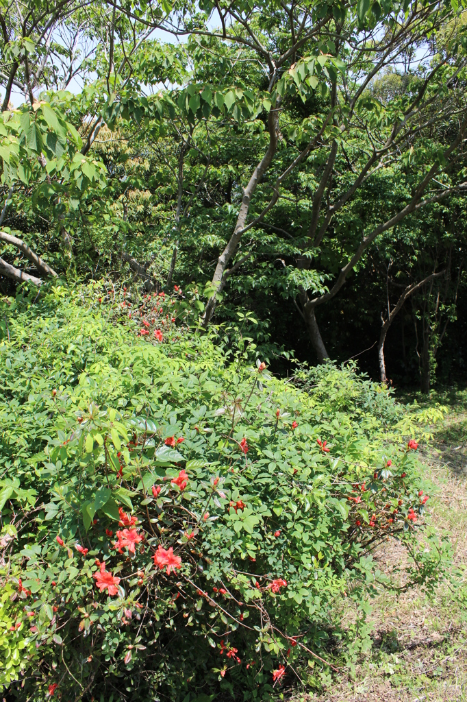 横尾岳公園その４