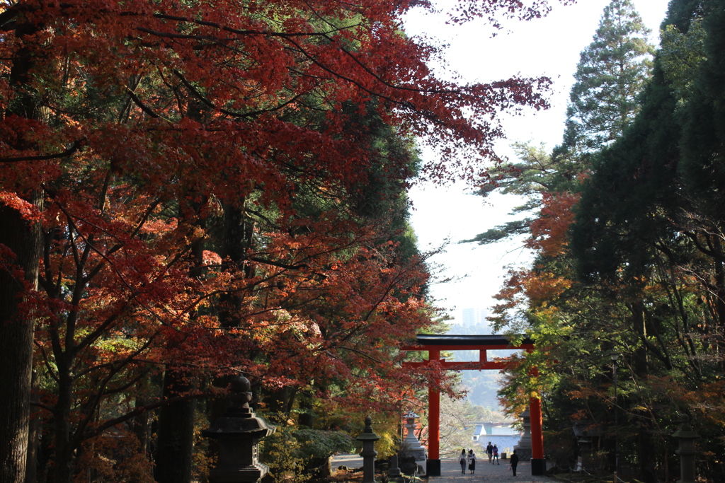 紅の葉を求めて⑦