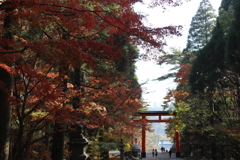 紅の葉を求めて⑦